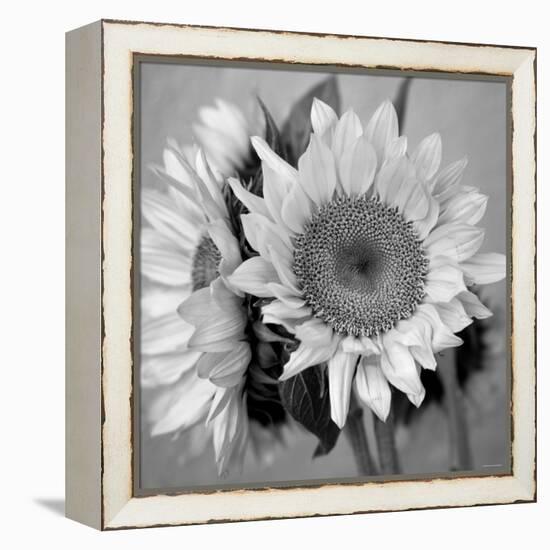 Sunny Sunflower I-Nicole Katano-Framed Stretched Canvas