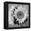 Sunny Sunflower I-Nicole Katano-Framed Stretched Canvas