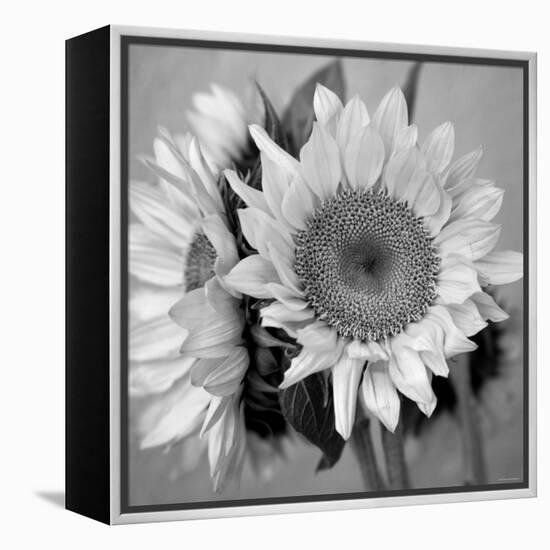 Sunny Sunflower I-Nicole Katano-Framed Stretched Canvas