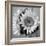 Sunny Sunflower I-Nicole Katano-Framed Photo