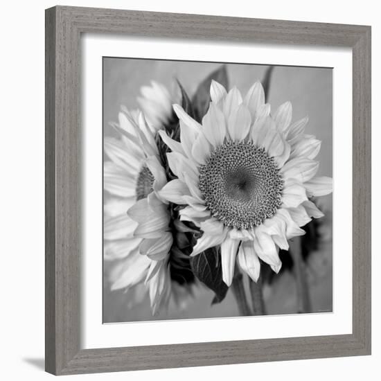 Sunny Sunflower I-Nicole Katano-Framed Photo