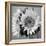 Sunny Sunflower I-Nicole Katano-Framed Photo