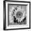 Sunny Sunflower I-Nicole Katano-Framed Photo