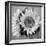 Sunny Sunflower I-Nicole Katano-Framed Photo