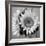 Sunny Sunflower I-Nicole Katano-Framed Photo