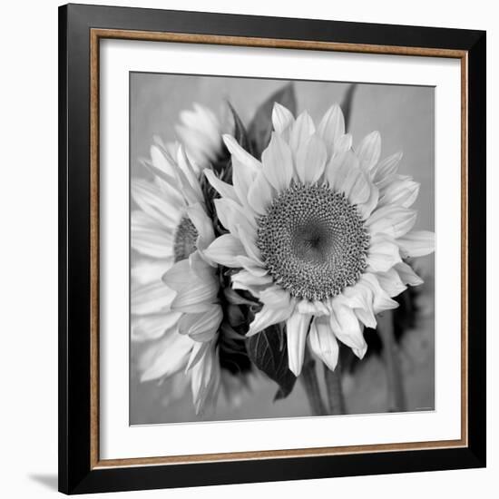 Sunny Sunflower I-Nicole Katano-Framed Photo