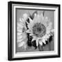 Sunny Sunflower I-Nicole Katano-Framed Photo