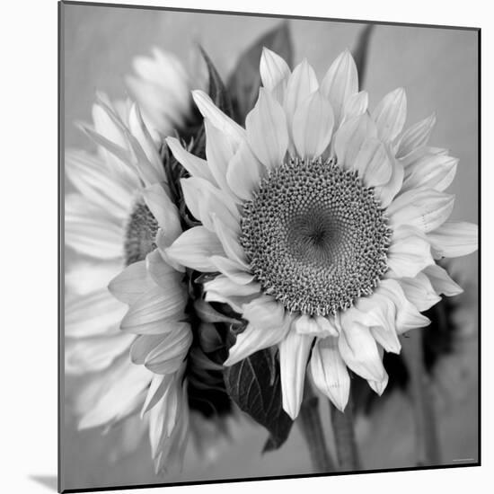 Sunny Sunflower I-Nicole Katano-Mounted Photo