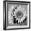 Sunny Sunflower I-Nicole Katano-Framed Photo