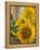 Sunny Sunflower II-Nicole Katano-Framed Stretched Canvas