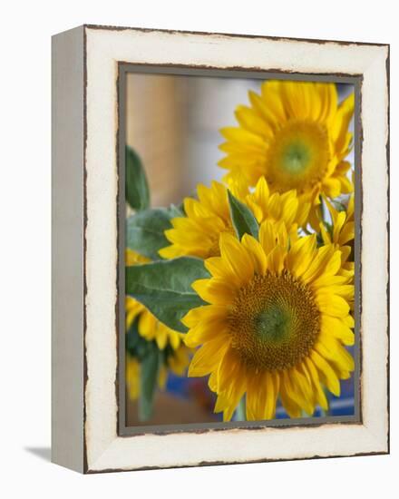 Sunny Sunflower II-Nicole Katano-Framed Stretched Canvas