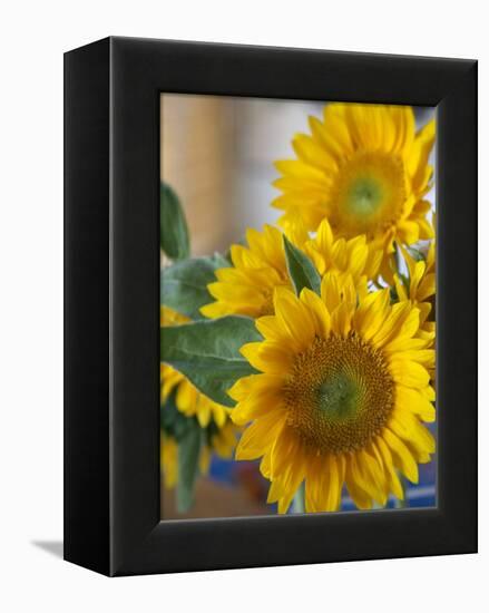 Sunny Sunflower II-Nicole Katano-Framed Stretched Canvas