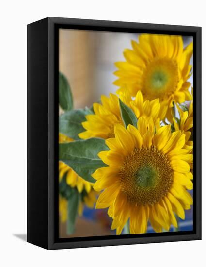 Sunny Sunflower II-Nicole Katano-Framed Stretched Canvas