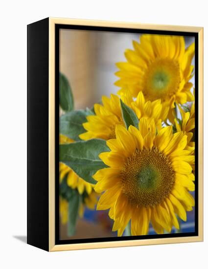 Sunny Sunflower II-Nicole Katano-Framed Stretched Canvas