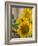 Sunny Sunflower II-Nicole Katano-Framed Photo