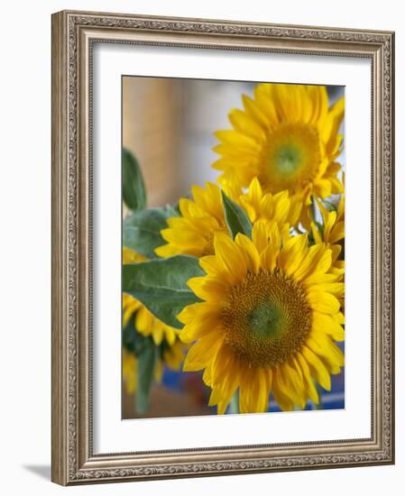 Sunny Sunflower II-Nicole Katano-Framed Photo