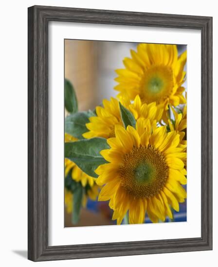 Sunny Sunflower II-Nicole Katano-Framed Photo