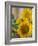 Sunny Sunflower II-Nicole Katano-Framed Photo