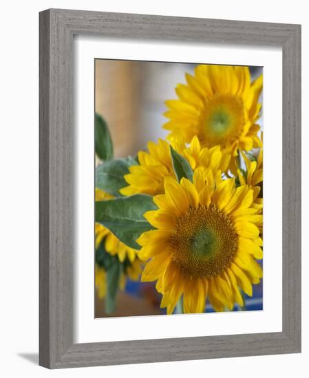 Sunny Sunflower II-Nicole Katano-Framed Photo