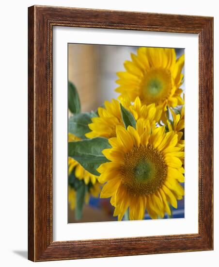 Sunny Sunflower II-Nicole Katano-Framed Photo