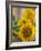 Sunny Sunflower II-Nicole Katano-Framed Photo