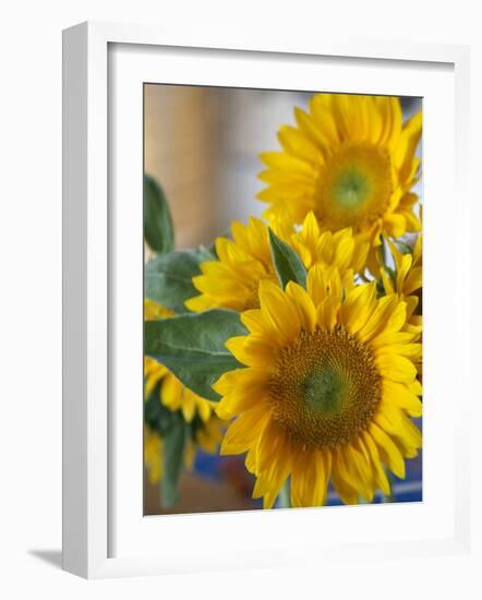 Sunny Sunflower II-Nicole Katano-Framed Photo