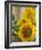 Sunny Sunflower II-Nicole Katano-Framed Photo