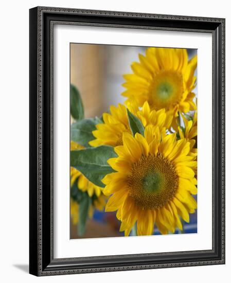Sunny Sunflower II-Nicole Katano-Framed Photo