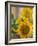 Sunny Sunflower II-Nicole Katano-Framed Photo