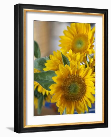 Sunny Sunflower II-Nicole Katano-Framed Photo