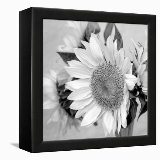 Sunny Sunflower II-Nicole Katano-Framed Stretched Canvas