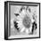 Sunny Sunflower II-Nicole Katano-Framed Photo