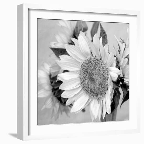 Sunny Sunflower II-Nicole Katano-Framed Photo