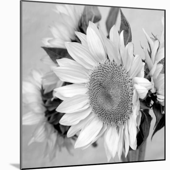 Sunny Sunflower II-Nicole Katano-Mounted Photo