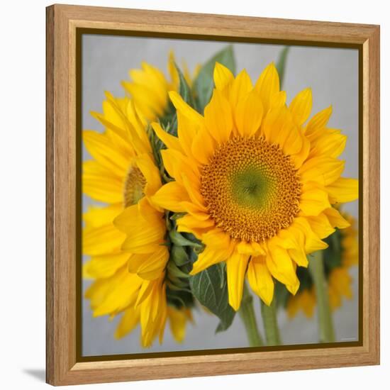 Sunny Sunflower III-Nicole Katano-Framed Stretched Canvas