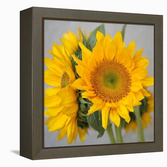 Sunny Sunflower III-Nicole Katano-Framed Stretched Canvas