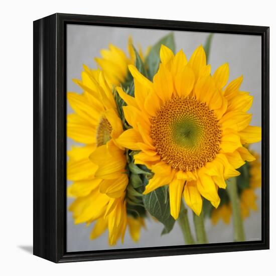 Sunny Sunflower III-Nicole Katano-Framed Stretched Canvas