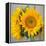 Sunny Sunflower III-Nicole Katano-Framed Stretched Canvas