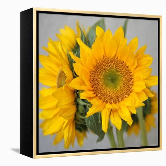 Sunny Sunflower III-Nicole Katano-Framed Stretched Canvas