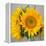 Sunny Sunflower III-Nicole Katano-Framed Stretched Canvas