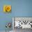 Sunny Sunflower III-Nicole Katano-Photo displayed on a wall