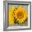 Sunny Sunflower III-Nicole Katano-Framed Photo