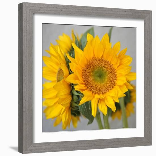 Sunny Sunflower III-Nicole Katano-Framed Photo