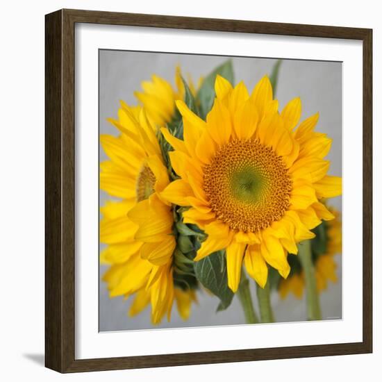 Sunny Sunflower III-Nicole Katano-Framed Photo