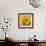 Sunny Sunflower III-Nicole Katano-Framed Photo displayed on a wall