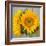 Sunny Sunflower III-Nicole Katano-Framed Photo