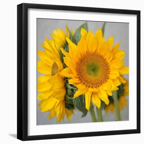 Sunny Sunflower III-Nicole Katano-Framed Photo