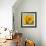 Sunny Sunflower III-Nicole Katano-Framed Photo displayed on a wall