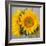 Sunny Sunflower III-Nicole Katano-Framed Photo