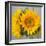 Sunny Sunflower III-Nicole Katano-Framed Photo